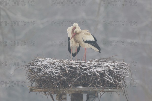 White Stork (Ciconia ciconia) pair on nest, North Rhine-Westphalia, Germany