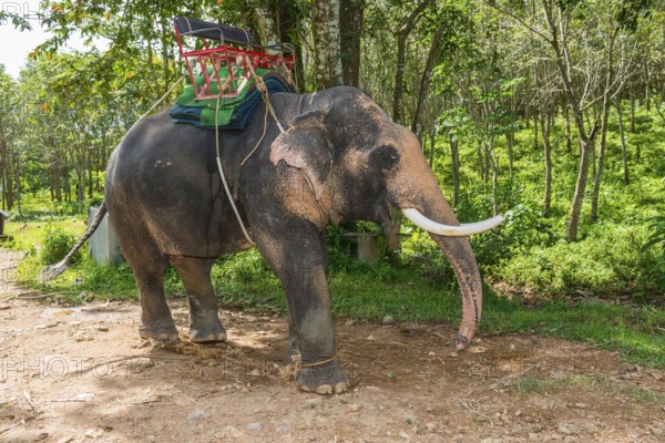 Asian elephant (Elephas maximus), Thai, Thai, Asian, trunk, animal, mammal, animal park, ivory, animal cruelty, animal husbandry, tourism, tourist, travel, travel form, riding, tame, farm animal, trained, dressage, tamed, working animal, total, total shot, Ko Lanta, Thailand