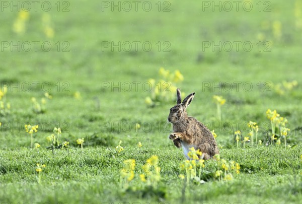 European hare (Lepus europaeus) sitting in a meadow among yellow flowers, Lower Rhine, North Rhine-Westphalia, Germany