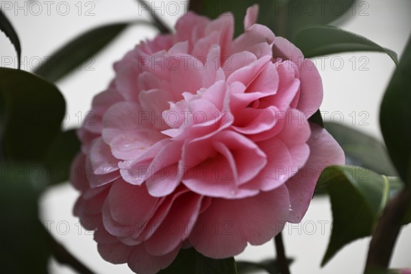 Flower of a camellia (Camellia japonica)