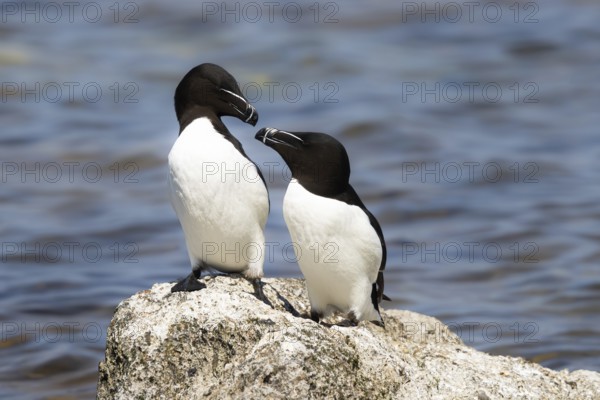 Razorbill (Alca torda) pair displaying on a cliff, Gotland, Sweden