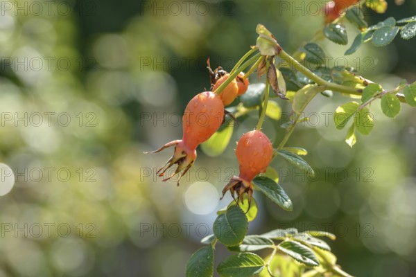 Shrub rose (Rosa 'Geranium'), district orchard, Federal Republic of Germany