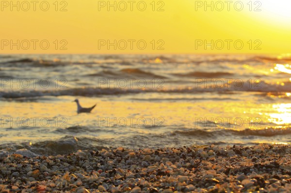 Morning atmosphere on the beach of the Baltic Sea, September, Usedom, Mecklenburg-Western Pomerania, Germany