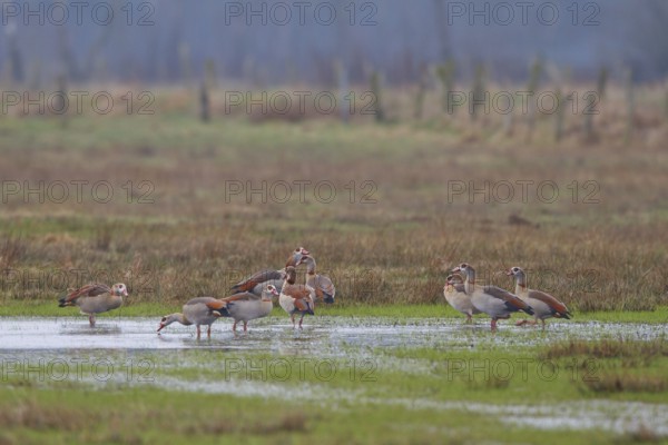 Egyptian Goose (Alopochen aegyptiaca) foraging, North Rhine-Westphalia, Germany