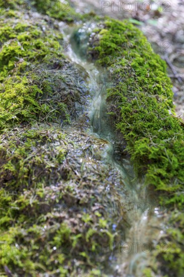 Natural phenomenon in the forest, stone channel of Roschlaub, Scheßlitz, Upper Franconia, Bavaria, Germany