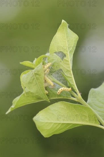 Spindle ermine (Yponomeuta cagnagella), caterpillars, North Rhine-Westphalia, Germany