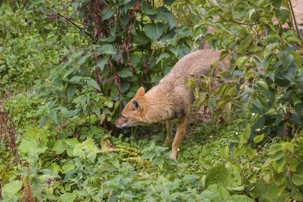 One golden jackal (Canis aureus) walks along a forest edge
