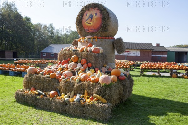 Different marrows and squashes, pumpkins, for sale, Germany, Europe, Hofverkauf von Kübissen, Deutschland, Europa