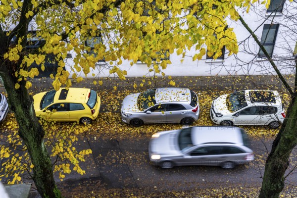 Autumn, rainy weather, residential street, parked vehicles, wet leaves on the street, pavement, tree, lime tree, with yellow coloured leaves, Essen, North Rhine-Westphalia, Germany