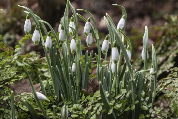 Snowdrop (Galanthus nivalis) and maidenhair fern (Adiantum venustum), Emsland, Lower Saxony, Germany