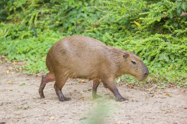 A (greater) capybara (Hydrochoerus hydrochaeris) walks along a river bank