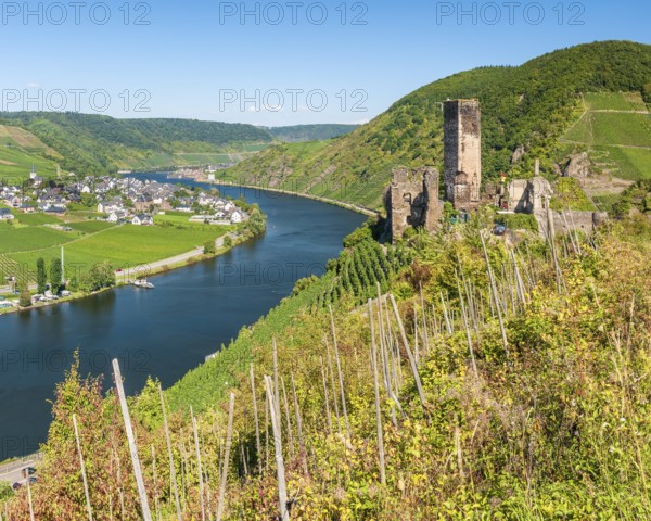 View over the vineyard to the river Moselle, Metternich castle ruins in the Moselle valley, Beilstein, Rhineland-Palatinate, Germany