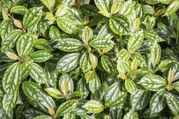 Vietnamese cannon flower (Pilea cadierei), full-sized