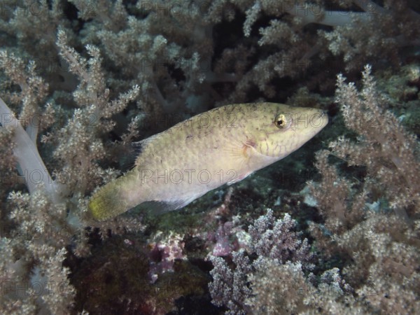 A female cheek stripe damselfish (Oxycheilinus digramma) swimming in coral reefs, dive site Twin Reef, Penyapangan, Bali, Indonesia