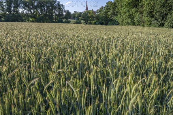 Winter barley (Hordeum vulgare) in a field, behind the Beerbach church, St.-Egidien, Franconia, Bavaria, Germany