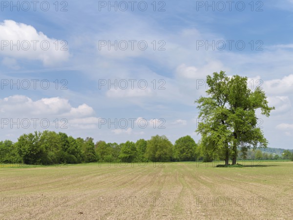 A group of English oaks (Quercus robur), standing in a field during leaf emergence, Siebeneichen nature reserve, Freiamt, Canton Aargau, Switzerland