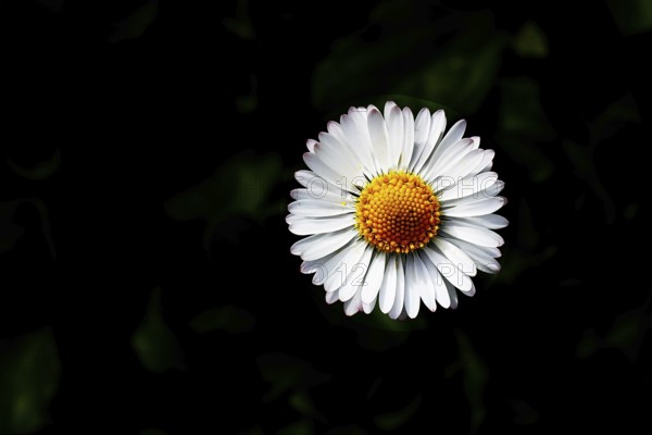 Daisy (Bellis perennis) Close-up of a flower against a black background, Wilnsdorf, North Rhine-Westphalia, Germany