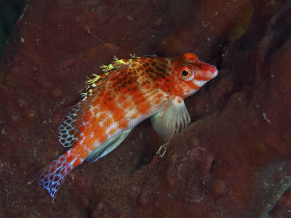 A colourful fish with red and blue patterns, Dwarf Hawkfish (Cirrhitichthys falco), lies on a sea sponge, dive site Spice Reef, Penyapangan, Bali, Indonesia