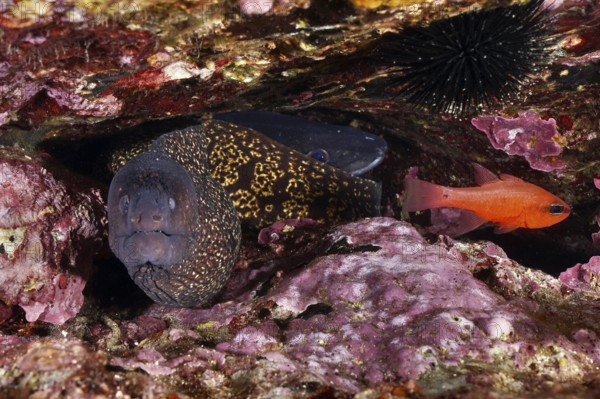 Mediterranean moray eel (Muraena helena) and a red mullet king (Apogon imberbis) together under a reef overhang cave, recognisable dark textures, dive site Sec de la Jeaune Garde, Giens peninsula, Provence Alpes Côte d'Azur, France