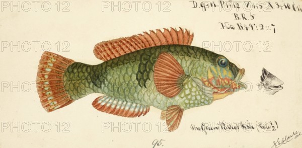 Wrasse, Labridae, fish, reproduction of an original, by Frank Edward Clarke (b. 1849, d. 1899), ichthyologist and scientific draughtsman