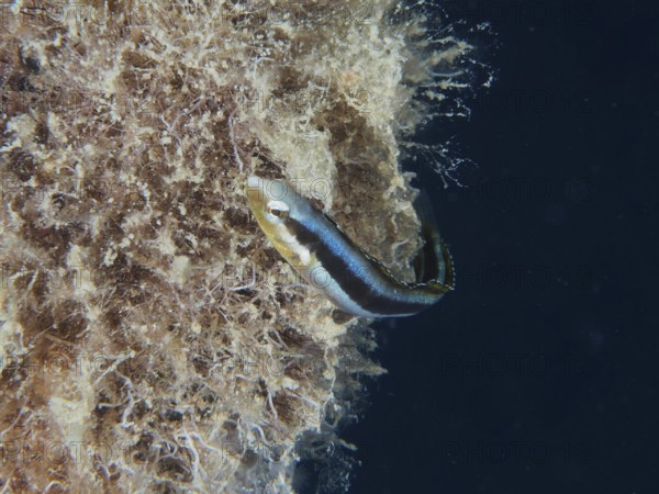 A blue fish, Dussumier's sabre-toothed blenny (Aspidontus dussumieri) female swimming near an algae-covered underwater structure, dive site House Reef, Mangrove Bay, El Quesir, Red Sea, Egypt