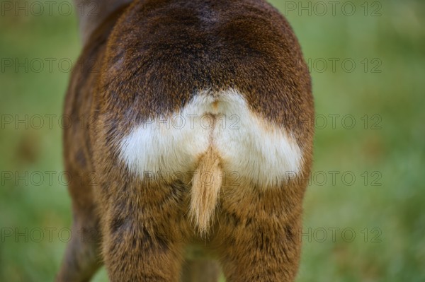 Roe deer (Capreolus capreolus), close-up of a roe deer rump mirror, in a meadow, Germany