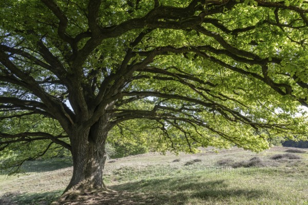 English oak (Quercus robur), hut oak, Emsland, Lower Saxony, Germany