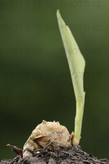 Turmeric or turmeric (Curcuma longa), rhizome and leaf shoot, spice and medicinal plant, North Rhine-Westphalia, Germany