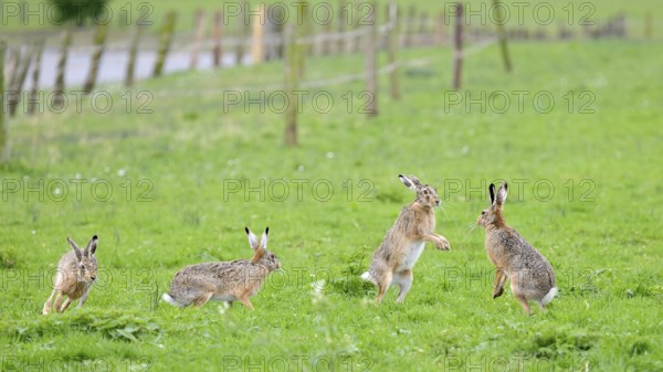 Several brown hares (Lepus europaeus) including one standing in a meadow during the mating season, Lower Rhine, North Rhine-Westphalia, Germany