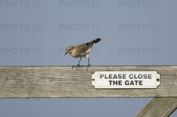Wheatear (Oenanthe oenanthe) adult female bird on a wooden gate, Lincolnshire, England, United Kingdom