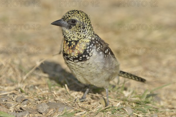 D'Arnaud's Barbet (Trachyphonus darnaudii), Serengeti, Tanzania