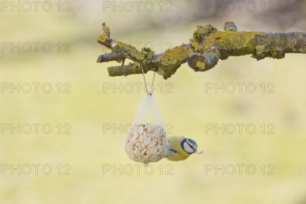 Blue tit, (cyanistes caeruleus) feeding from a feederBad Salzschlirf, Hessen, Germany