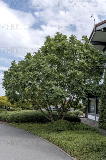 Pontine oak (Quercus pontica)