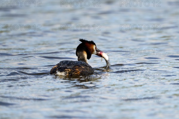 Great Crested Grebe (Podiceps scalloped ribbonfish), with preyed fish, Vulkaneifel, Rhineland-Palatinate, Germany