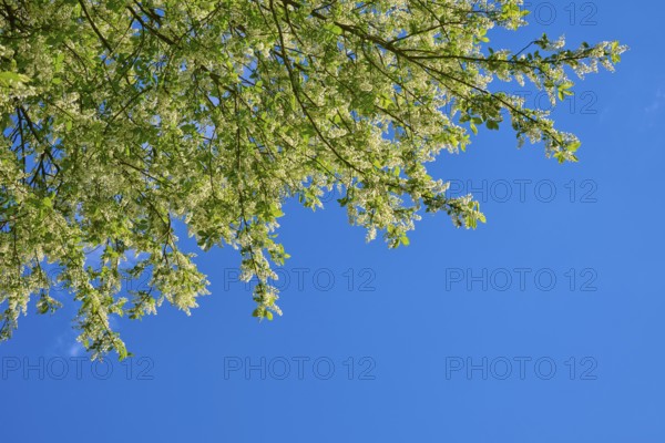 Grape church in bloom, against a blue background in spring, Freiensteinau, Vogelsberg, Hesse, Germany
