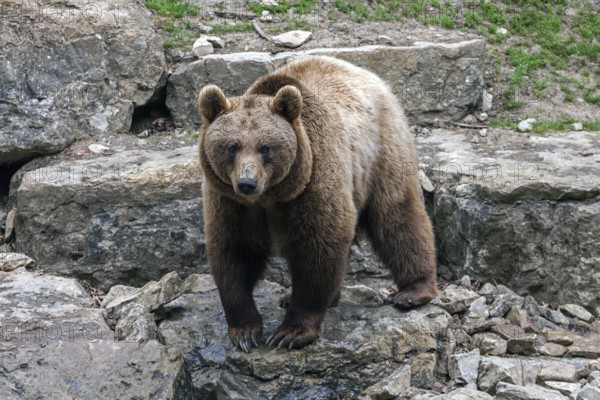 Brown bear (Ursus arctos), captive, Bad Mergentheim Wildlife Park, Baden-Württemberg, Germany