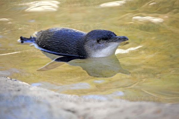 Little penguin (Eudyptula minor), adult, swimming, in the water, Kangaroo Island, South Australia, Australia