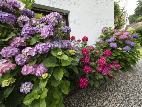 Hydrangea in bloom on the wall of a house in a garden, North Rhine-Westphalia, Germany