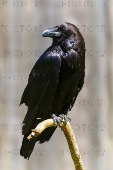 A black raven sitting on a branch in a natural environment, Raven (Corvus corax), Germany