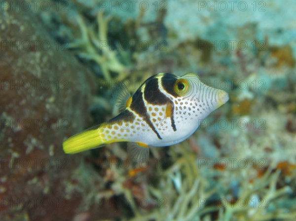 Fish with distinctive patterns, saddle point pufferfish (Canthigaster valentini), gliding through the reef, dive site Close Encounters, Permuteran, Bali, Indonesia