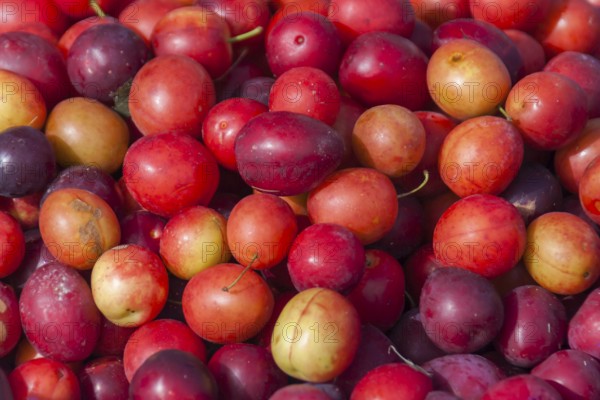 Red mirabelle plums for sale (Prunus cerasifera), weekly market market, Brittany, France