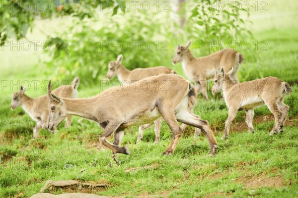 Alpine ibex (Capra ibex) mother with ist youngsters running on a meadow, wildlife Park Aurach near Kitzbuehl, Austria