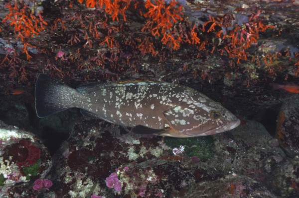 Mottled grouper (Epinephelus marginatus) (Mycteroperca marginatus) resting under bright orange-red false corals (Myriapora truncata), dive site marine reserve Port Cros, Provence Alpes Côte d'Azur, France