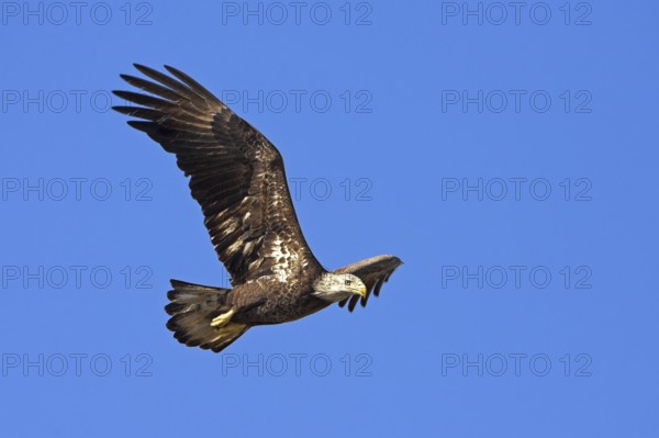 Bald eagle, (Haliaeetus leucocephalus), foraging, flight recording, biotope, blue sky, Venice Landfill, Venice, Florida, USA