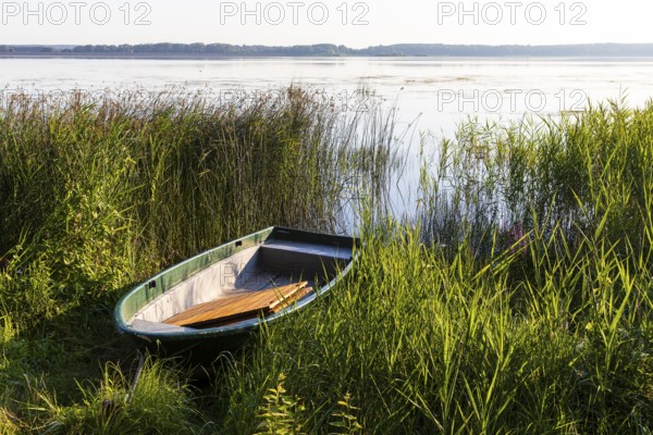 Rowing boat lying in the reeds at the old lido of the Quitzdorf dam, Upper Lusatia, Saxony, Germany