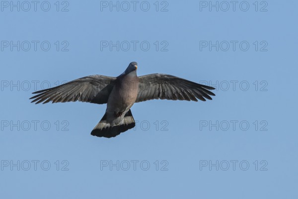 Common Wood Pigeon, Columba palumbus, bird in fly on blue sky