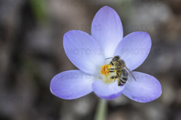 Elfin crocus (Crocus tommasinianus) with honey bee (Apis mellifera), Emsland, Lower Saxony, Germany