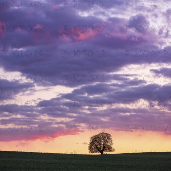 Solitary tree in field at sunset, horse chestnut, atmospheric sky with luminous clouds, Uckermark, Brandenburg, Germany