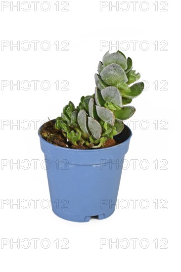 Potted 'Crassula jade Tower' succulent plant on white background