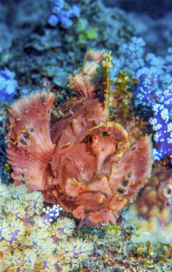 Close-up portrait of predator lurking Paddleflap Rhinopias (Rhinopias eschmeyeri) Mauritius scorpionfish sitting in colourful vibrant healthy intact coral reef in tropical waters sea lurking for prey, Indian Ocean, Péreybère Pereybere, Mauritius
